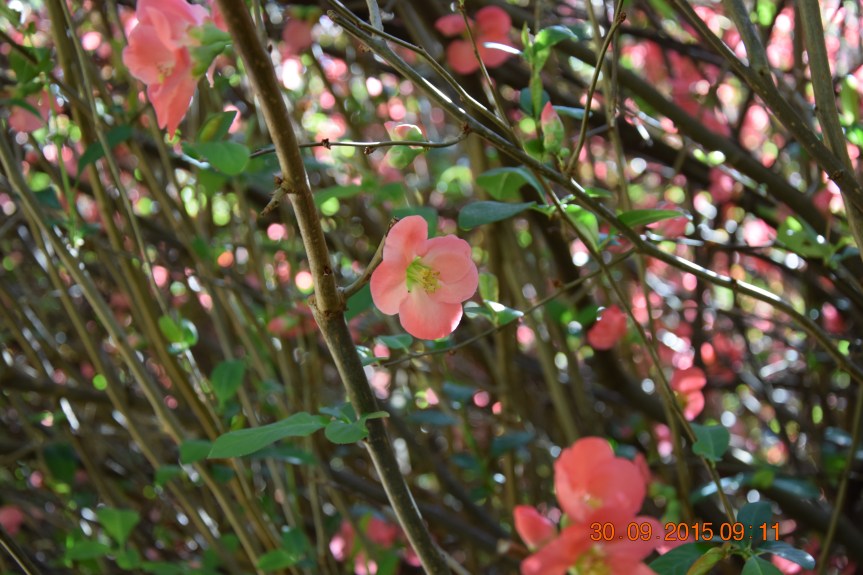 Araluen Botanic Park